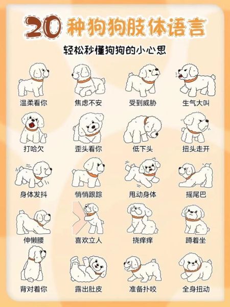 想养比熊犬?了解它的优缺点,让选择更明智