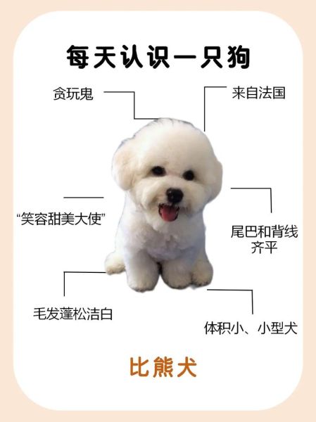 想养比熊犬?了解它的优缺点,让选择更明智