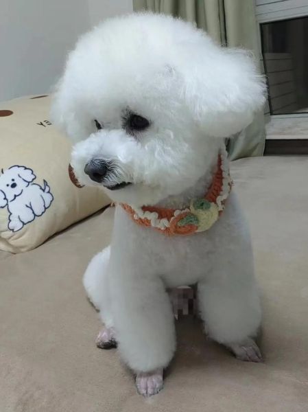 比熊鼻子干是病吗?原因与护理方法详解