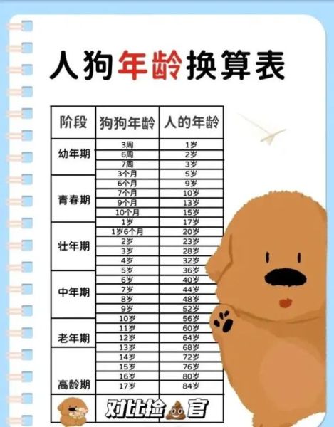 比熊的寿命有多长?揭秘比熊犬的平均寿命及影响因素