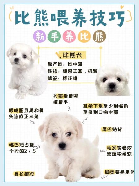 比熊一般多少斤?揭秘不同年龄比熊的标准体重