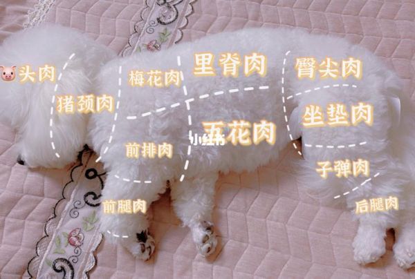 比熊一般多少斤?揭秘不同年龄比熊的标准体重