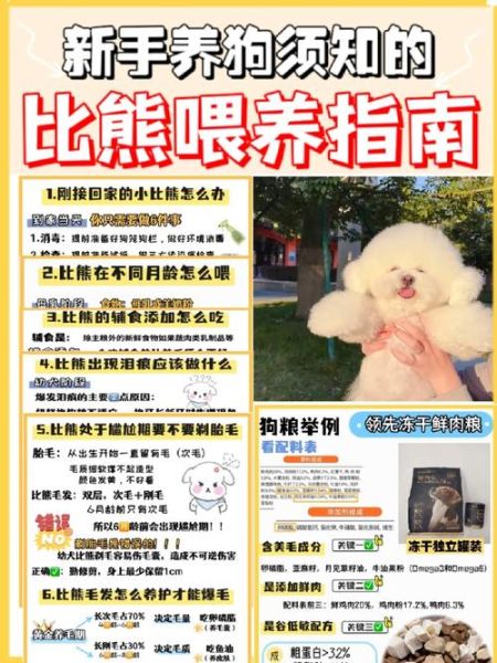 比熊一天吃几顿最合适?不同年龄段的喂养建议
