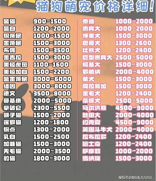 想入手纯种比熊?了解最新比熊犬市场价格及选购指南!