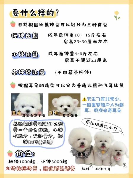 想入手纯种比熊?了解最新比熊犬市场价格及选购指南!