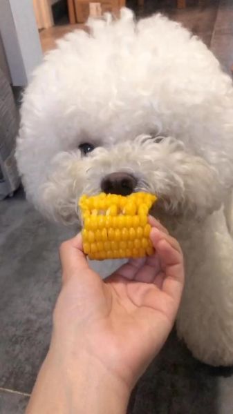 比熊可以吃玉米吗?了解玉米对狗狗的影响