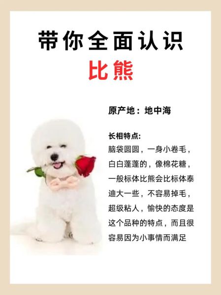 比熊怎么看纯不纯?五大特征助你轻松辨别!