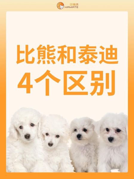 比熊怎么看纯不纯?五大特征助你轻松辨别!