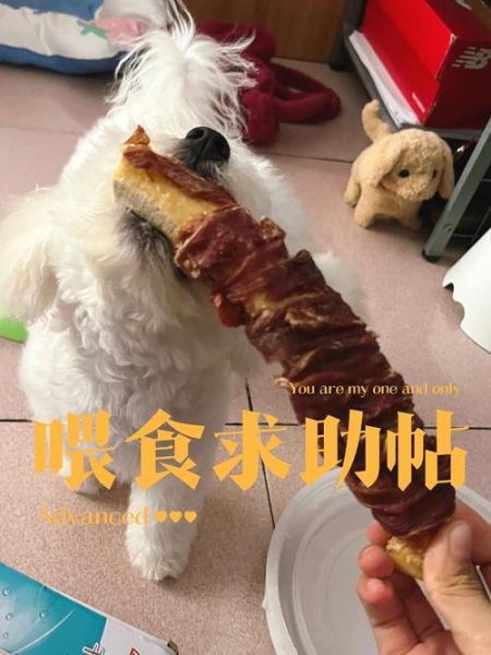 比熊可以吃玉米吗?喂食玉米的注意事项全解析