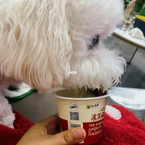 比熊能喝酸奶吗?这些健康益处你知道吗?