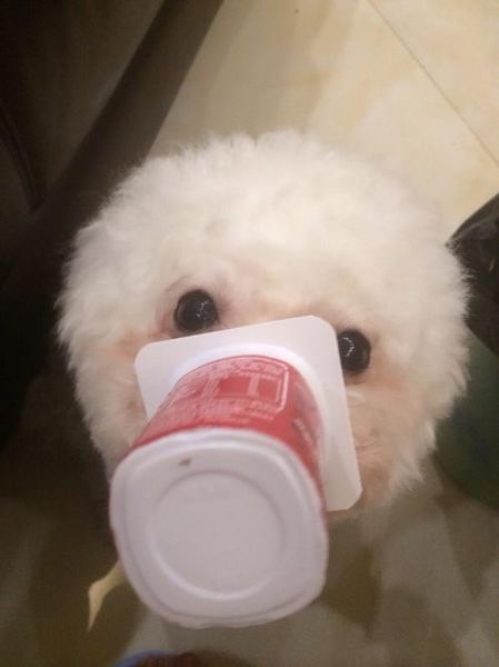 比熊能喝酸奶吗?这些健康益处你知道吗?