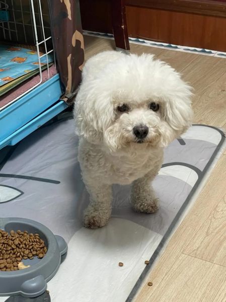 比熊能吃馒头吗?馒头对狗狗的影响