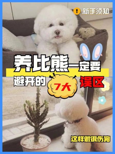 比熊狗狗什么时候剃胎毛?专家建议和常见误区解析