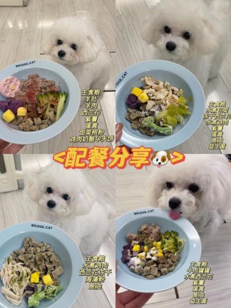 比熊能吃米饭吗?了解米饭对比熊的影响
