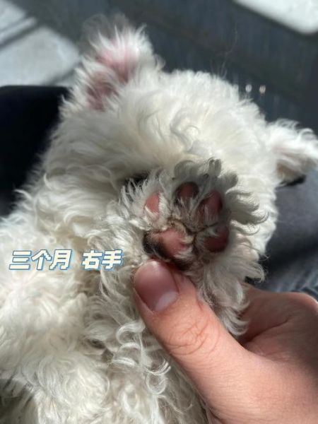 比熊黑色素沉淀怎么办?皮肤护理与治疗方法指南