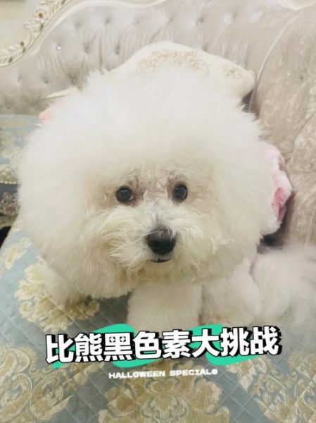 比熊黑色素沉淀怎么办?皮肤护理与治疗方法指南