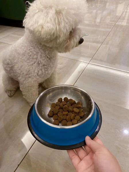 比熊犬挑食不吃狗粮?这样做轻松解决