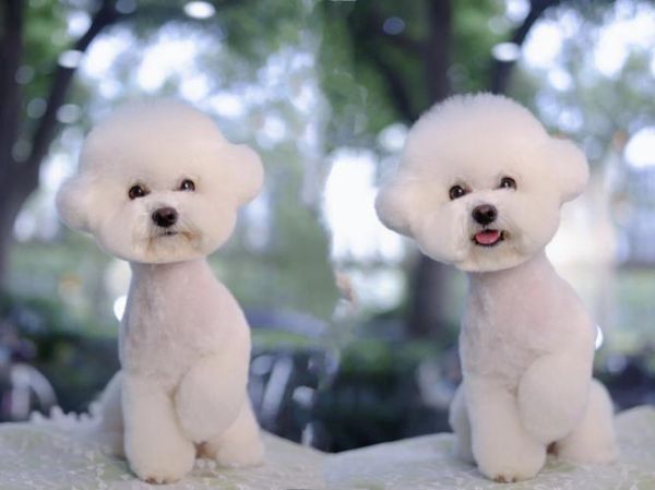 比熊生理期多久?揭秘比熊犬的发情期与护理要点