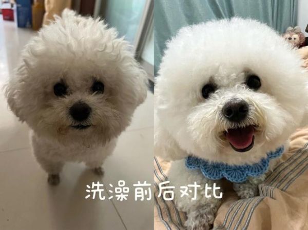 比熊多大可以洗澡?专家告诉你最佳洗澡时间
