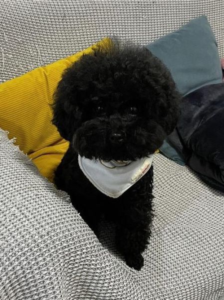 比熊犬有黑色的吗?揭秘比熊颜色的真相