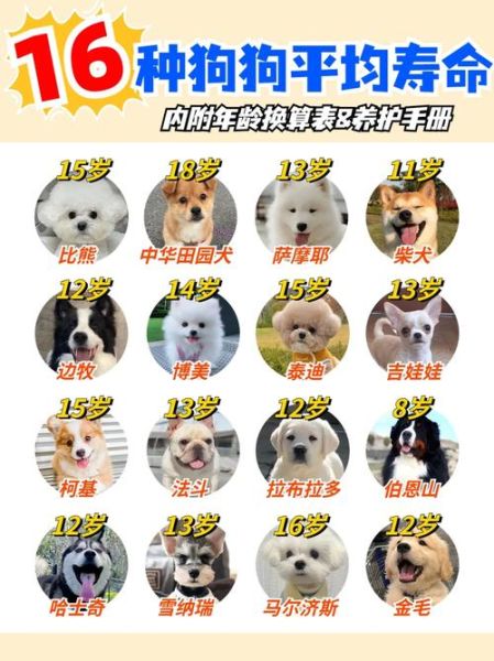 比熊年龄对照表:如何根据年龄了解你的比熊健康状况