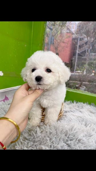 比熊犬能吃胡萝卜吗?揭秘对比熊毛发的好处