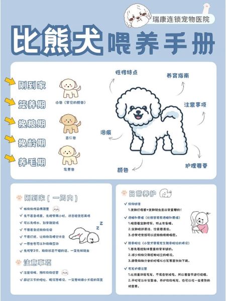 比熊饲养注意事项