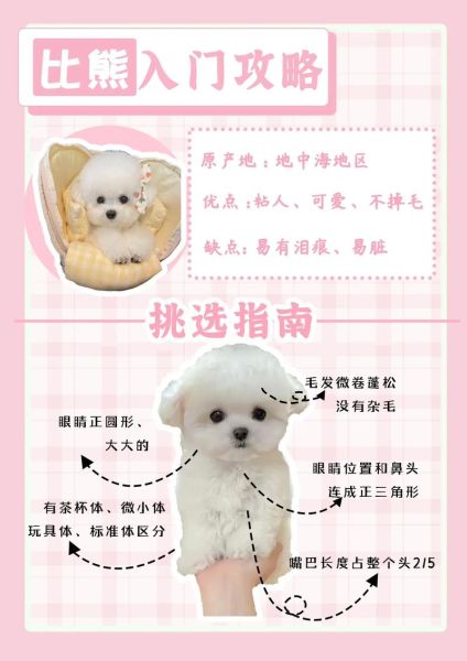 比熊饲养注意事项