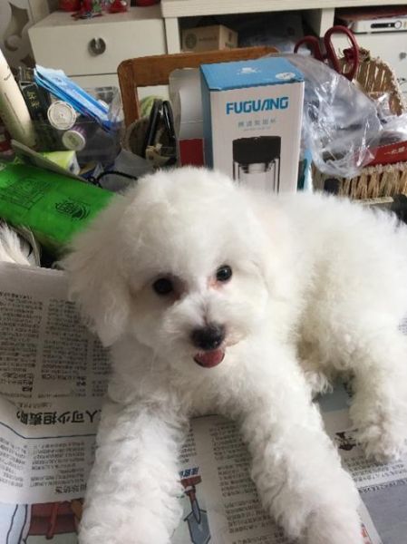 比熊腿长是否意味着不纯?真相大揭秘