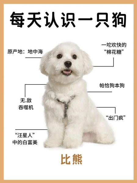 比熊能喝豆浆吗?适量饮用的正确方式