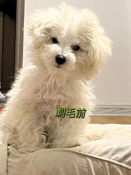 比熊剃毛后多久长回原样?了解毛发生长时间与护理要点