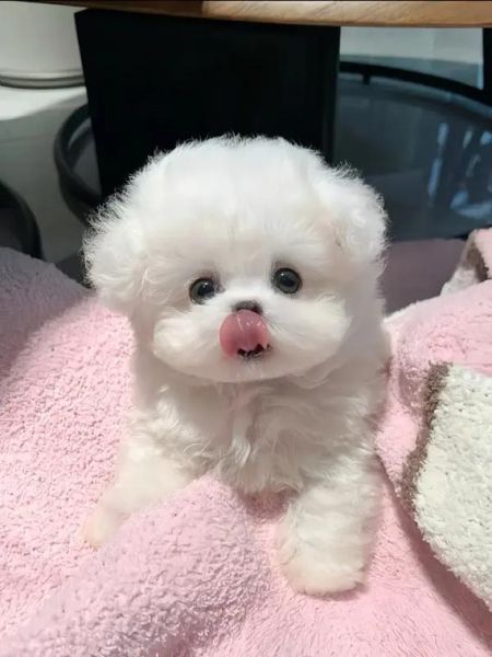 比熊能喝纯牛奶吗?了解原因与替代方案