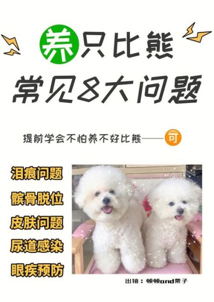 比熊能喝纯牛奶吗?了解原因与替代方案