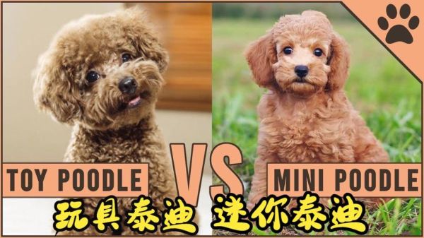 泰迪与比熊贵宾犬的五大区别:外观、体型和毛发对比