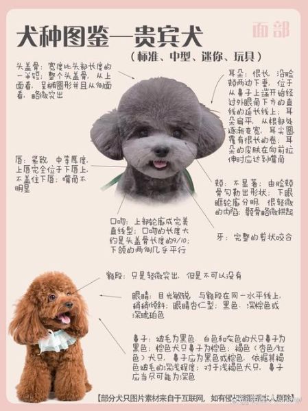 泰迪与比熊贵宾犬的五大区别:外观、体型和毛发对比