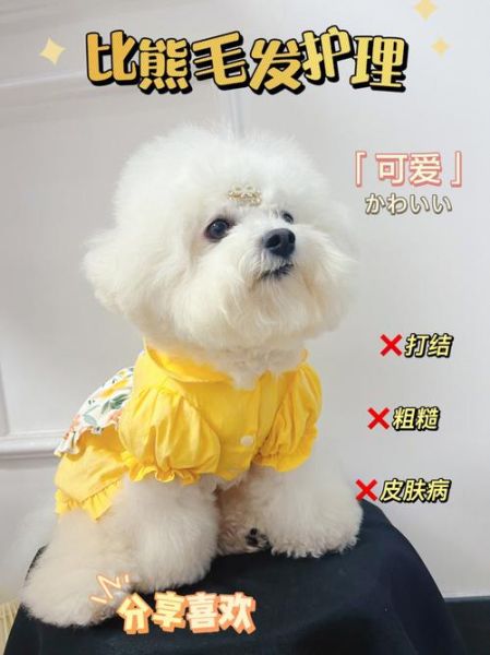 养比熊犬的禁忌事项,避免这些不当行为