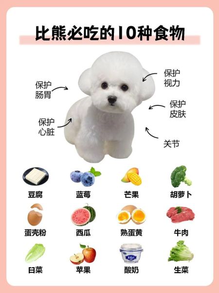 狗狗智商排名:比熊犬智商揭秘与排名解析