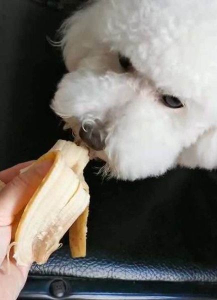 比熊可以吃香蕉吗?正确喂食方式解析