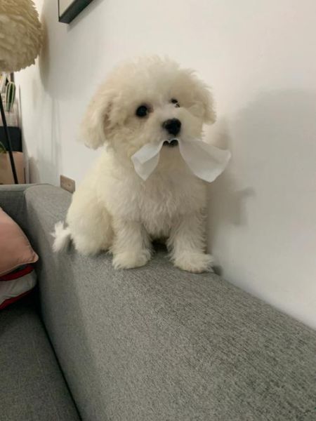 比熊犬可以吃哈密瓜吗?哈密瓜对狗狗的好处与风险
