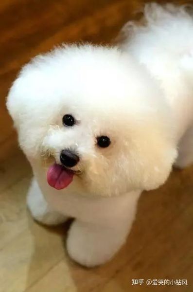 比熊犬可以吃哈密瓜吗?哈密瓜对狗狗的好处与风险