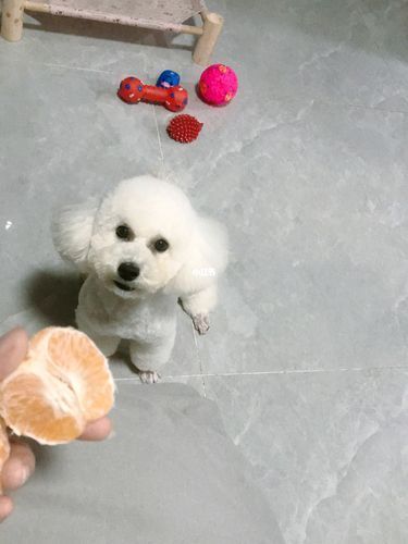 比熊能吃桔子吗?适量食用的注意事项