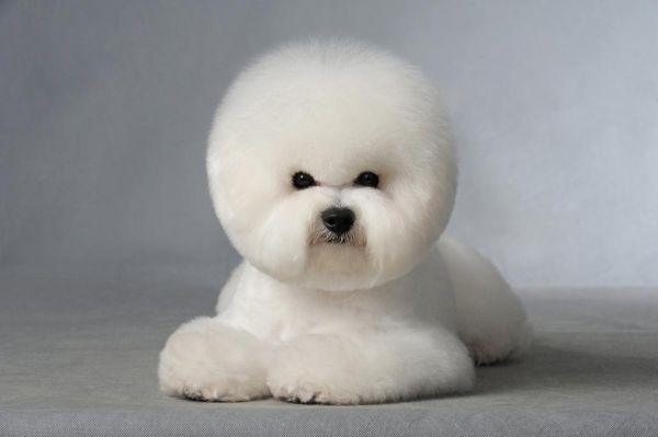 比熊犬寿命解析:平均活到多少年?如何延长比熊寿命