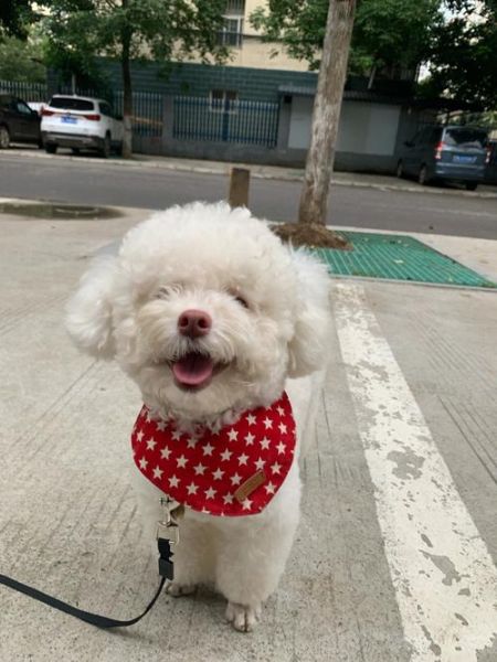 比熊鼻子变粉了怎么办?有效解决鼻头退色的小窍门