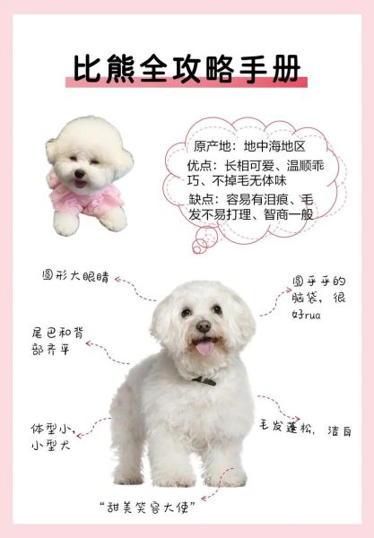 比熊可以活多少年?了解比熊犬的寿命和养护要点