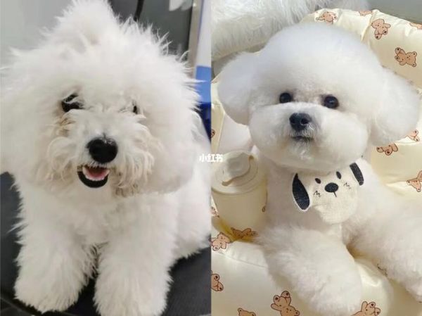 剪毛前后对比:比熊剪毛后图片大揭秘