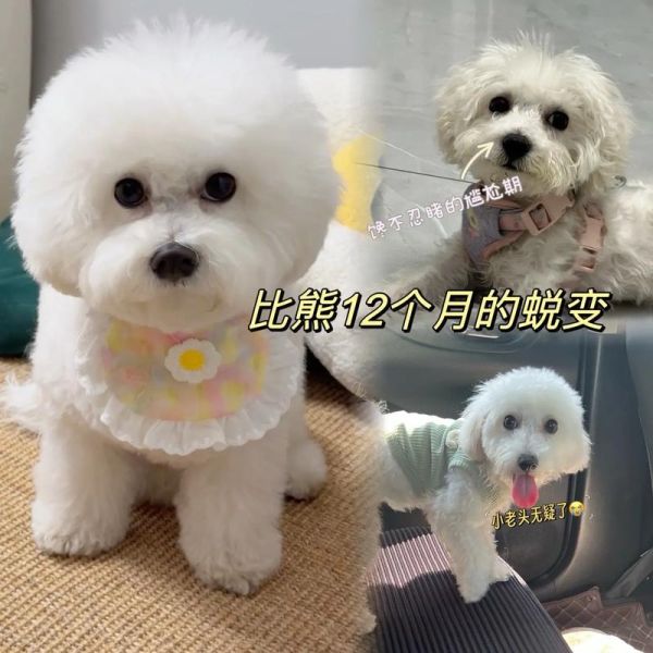 比熊成长全记录:从小奶狗到成犬的蜕变图
