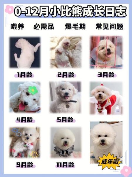 比熊成长全记录:从小奶狗到成犬的蜕变图