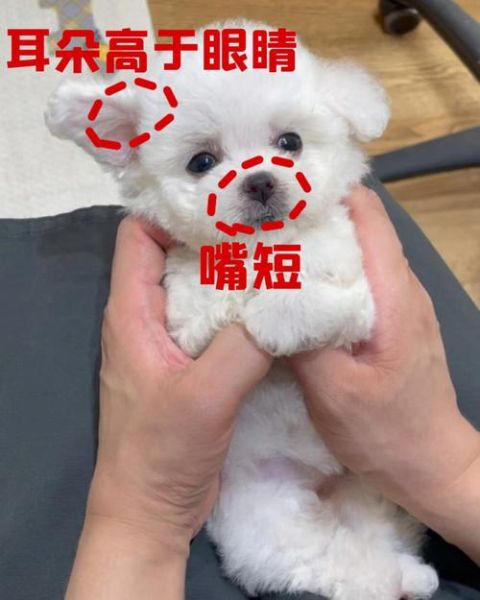 比熊鼻子褪色怎么办?分析原因并提供解决方案