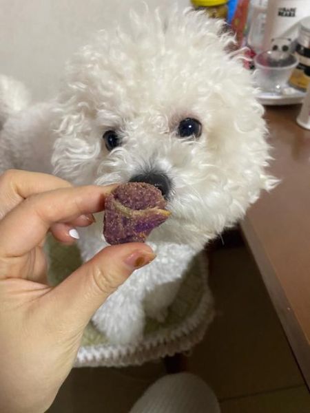 比熊能吃虾吗?了解比熊食用虾的注意事项