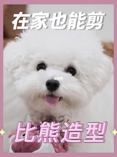 如何打造比熊萌系造型?轻松让宠物更可爱